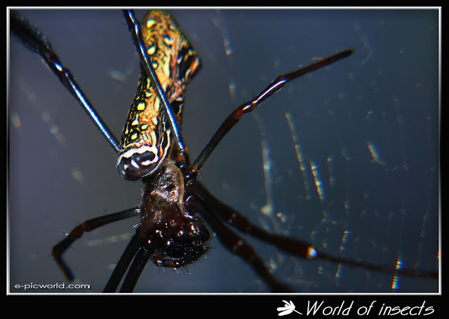 spider picture