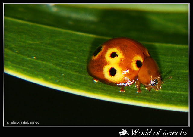 beetle lady bug picture