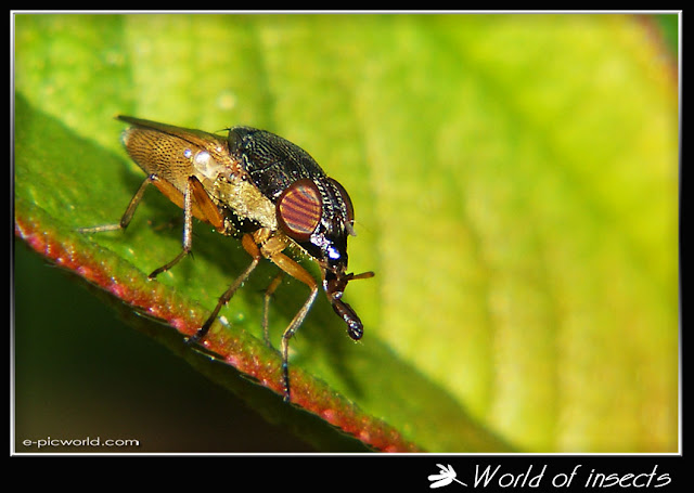 elephant fly picture