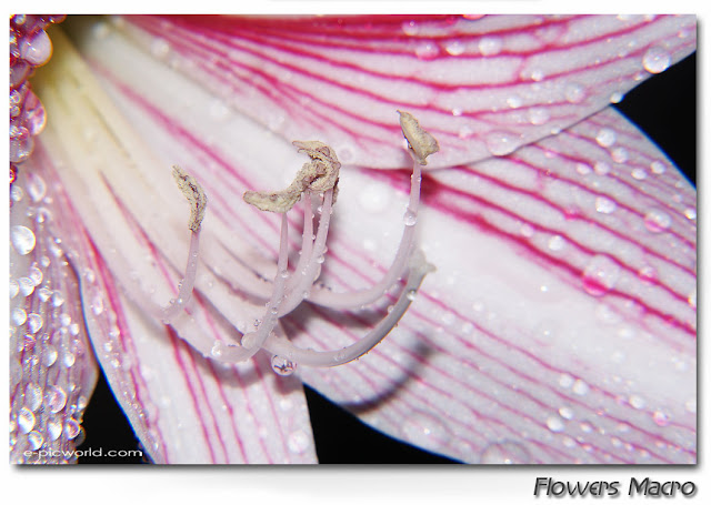 Flowers macro pictures