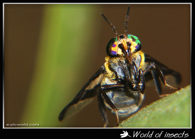deerfly insects picture