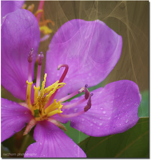 blue periwinkle flower picture