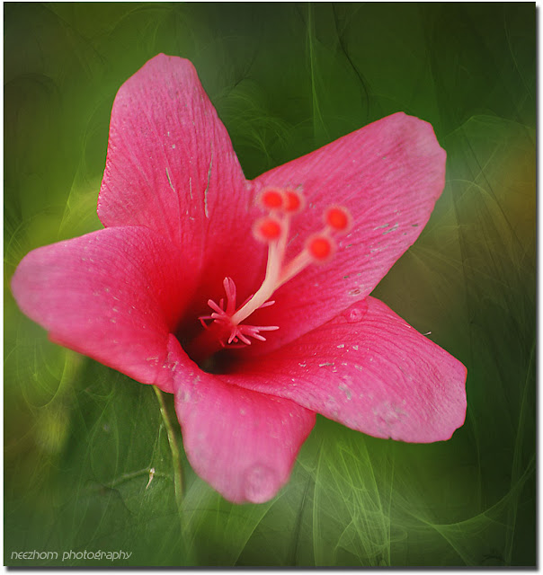 a pink hibiscus flower picture