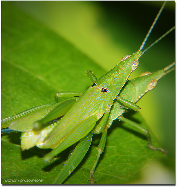 grasshopper mating make love picture