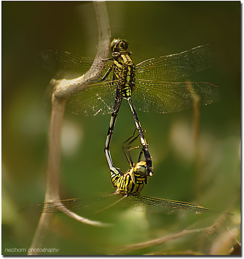 Dragonflies+mating+heart+shape