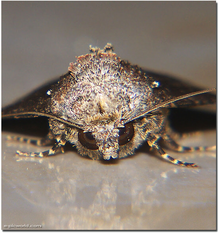 face to face with mr moth picture