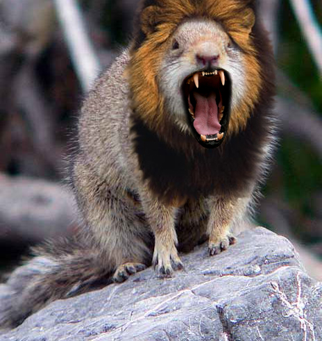 Squirrellion | Cleveland | iCarabout.com