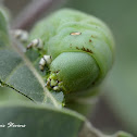 Carolina Sphinx