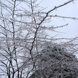 Ice Storm - March 2008