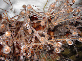 DSC08147.JPG