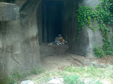 Toledo Zoo 2006 023.jpg