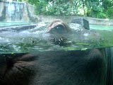 Toledo Zoo 2006 067.jpg