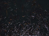 DSC05504.JPG
