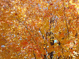 DSC09520.JPG