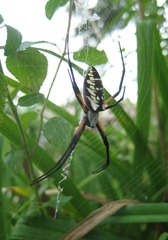 zipper spider