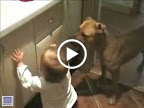 Clean Dog funny dog videos