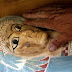 An Egyptian worker touches an ancient Pharaonic sarcophagus of Isis Her Ib, Illahun mayor's daughter dated to the 22nd Dynasty (ca. 931-725 BC) inside a rock-cut tomb which has been discovered by an Egyptian archaeological mission sponsored by the Supreme Council of Antiquities (SCA) southeastern part of the pyramid field of Illahun, Sunday April 26, 2009, in Egypt's Fayoum region. (AP Photo/Amr Nabil)