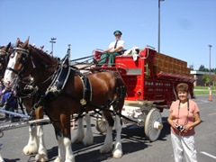 [Budweiser Clydesdales at McChord AFB, WA 013[2].jpg]