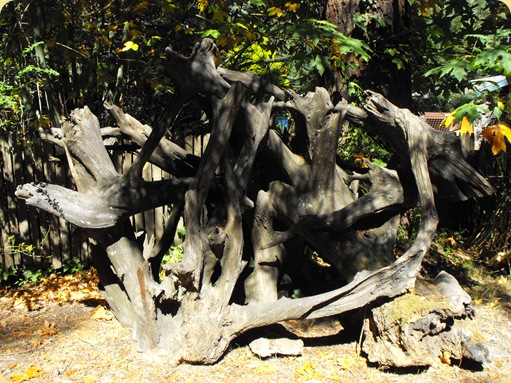 Avenue of the Giants-Ancient Redwoods 057