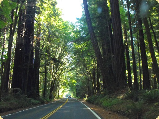 Avenue of the Giants-Ancient Redwoods 031
