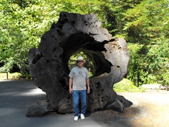 [Avenue of the Giants-Ancient Redwoods 046[2].jpg]