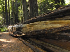 [Avenue of the Giants-Ancient Redwoods 103[2].jpg]