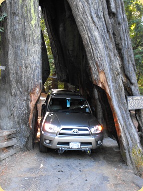 Avenue of the Giants-Ancient Redwoods 136