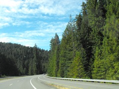 [Avenue of the Giants-Ancient Redwoods 168[2].jpg]