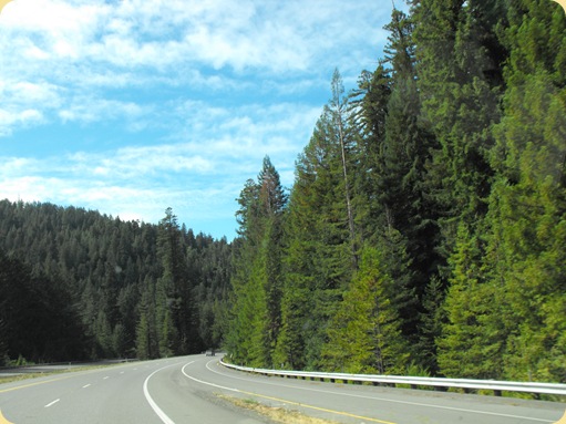 Avenue of the Giants-Ancient Redwoods 168