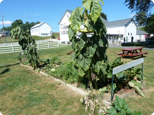 The Amish Village 091
