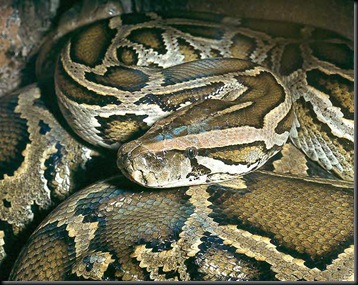python copy
