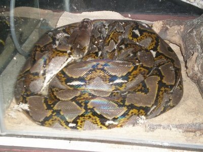 [ular sawa batik[3].jpg]