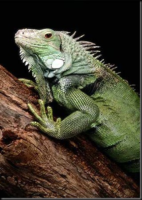 green-iguana
