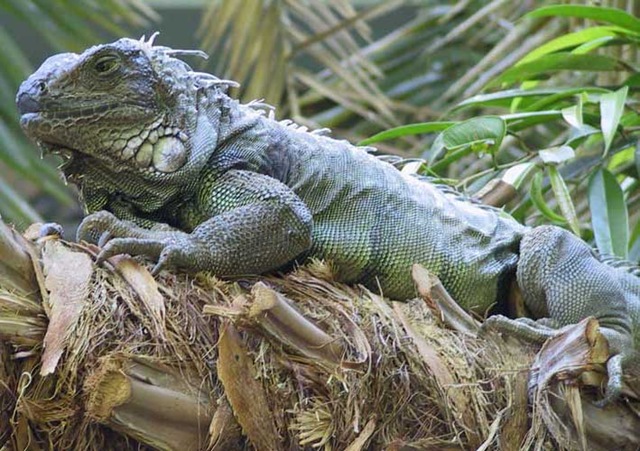 [iguana 2[3].jpg]