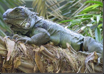 iguana 2