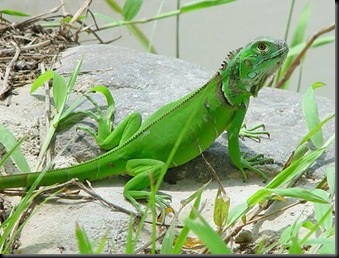 Iguana_iguana_juv1