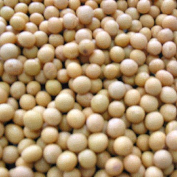 [soya[6].jpg]
