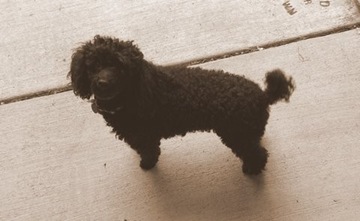 [Bella picture[4].jpg]
