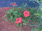 Winter Killed the Iguanas so Now We Have Flowers