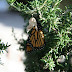 Emerging from chrysalis