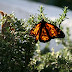 Ready to fly away