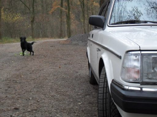 [Afbeelding: SDC11018.JPG]