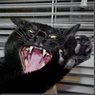 evil-cat evil-cat