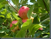 DSCF2425