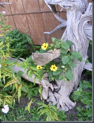 DSCF2431