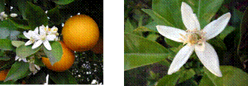 [clip_image033[2].gif]