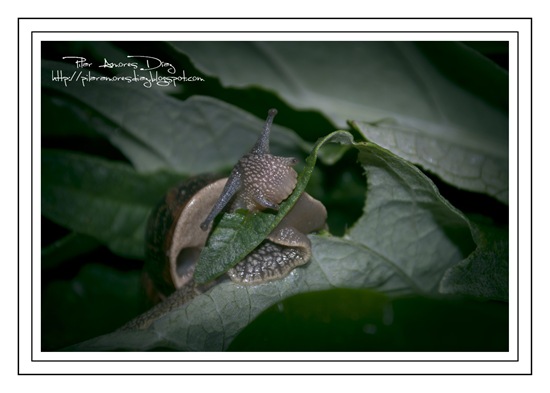 Caracol Caracol