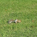 Eastern Gray Squirrel
