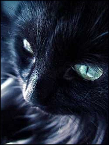 [black_cat[4].jpg]