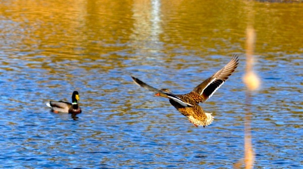 duckflight.jpg duckflight.jpg